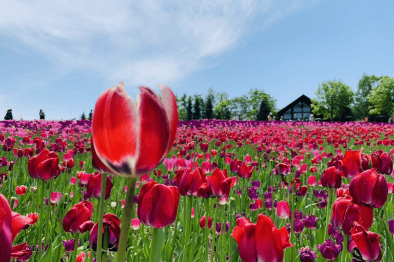 Sapporo: Hokkaido Moss Phlox & Tulip Flower Fields Day Trip