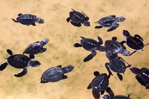 Bali: Turtle Island, Melasti Beach, Cultural park, Kecak