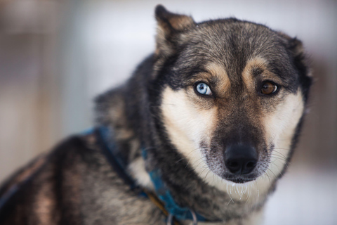 Arctic Highlights: Dogsledding & Reindeer Feeding Combo