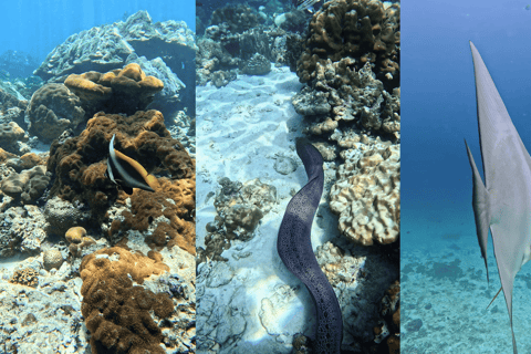Phi Phi Islands: Shark Snorkeling Phi Phi Islands: PRIVATE VIP Shark Snorkeling - 4h