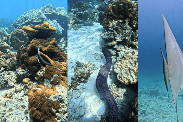 Phi Phi Islands: Shark Snorkeling Phi Phi Islands: PRIVATE VIP Shark Snorkeling - 4h
