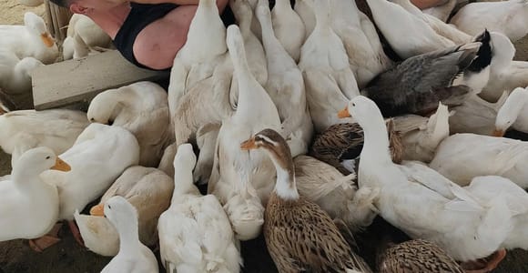 Hoi An: Duck Farm, Basket Boat, Lantern Making & Release