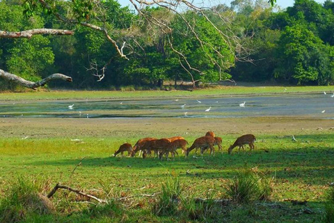 Wilpattu National Park Private Safari Jeep Tour Tour Starting Colombo/Negombo/Kandy Area