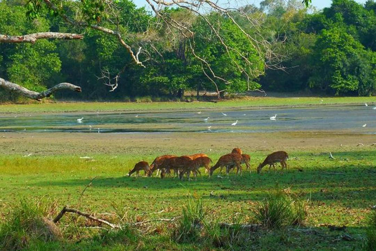 Wilpattu National Park Private Safari Jeep Tour Tour Starting Colombo/Negombo/Kandy Area