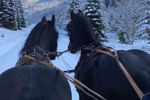 Brașov: Horse-Drawn Sleigh or Carriage Ride with Pickup