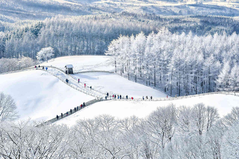 De Seul: excursão privada de um dia a Gangwondo - inglês ou espanholDe Seul: passeio privado de um dia a Gangwondo - inglês ou espanhol