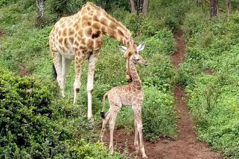 Nairobi national park, elephant orphanage giraffe center