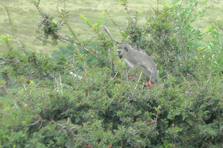 Schotia Safari – Big 5 Experience with High Lion Sightings
