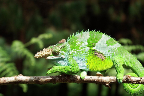 Lushoto : 4 jours d'aventure et de trek dans les montagnes de l'UsambaraLushoto : 4 jours d'aventure et de trek dans les montagnes d'Usambara