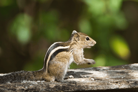 Elephant &amp; Birdwatching Safari in Minneriya with Binoculars