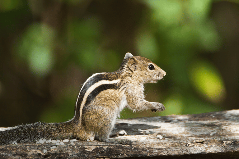 Elephant &amp; Birdwatching Safari in Minneriya with Binoculars