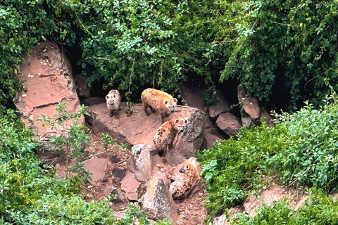 Addis Ababa: Wild Hyenas, Forest Hike & Sunset Experience