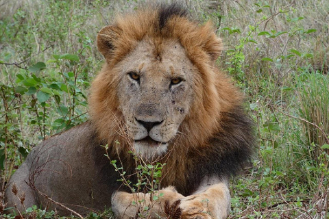 Da Nairobi: escursione al Parco Nazionale del Lago NakuruEscursione al Parco Nazionale del Lago Nakuru senza biglietto d&#039;ingresso