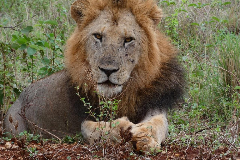 Da Nairobi: escursione al Parco Nazionale del Lago NakuruEscursione al Parco Nazionale del Lago Nakuru senza biglietto d&#039;ingresso