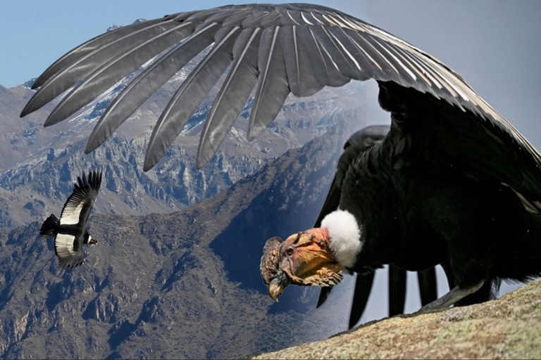 Depuis Arequipa : visite guidée du canyon de Colca avec repasOption 1 : Excursion au canyon de Colca avec petit-déjeuner