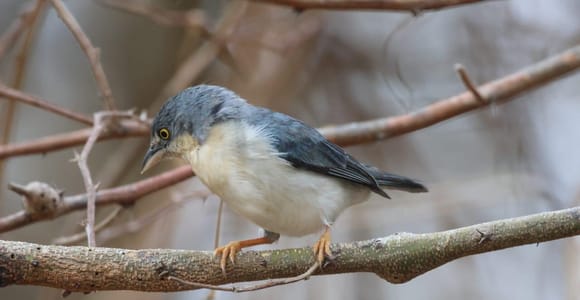 Cartagena: Hacienda San Benito Signature Birdwatching Tour