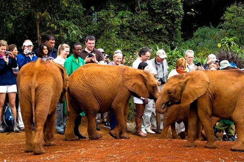 Nairobi: National Park, Elephant Orphanage & Giraffe Center