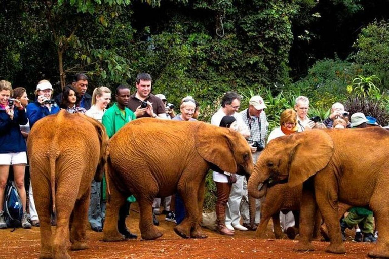 Nairobi: National Park, Elephant Orphanage & Giraffe Center