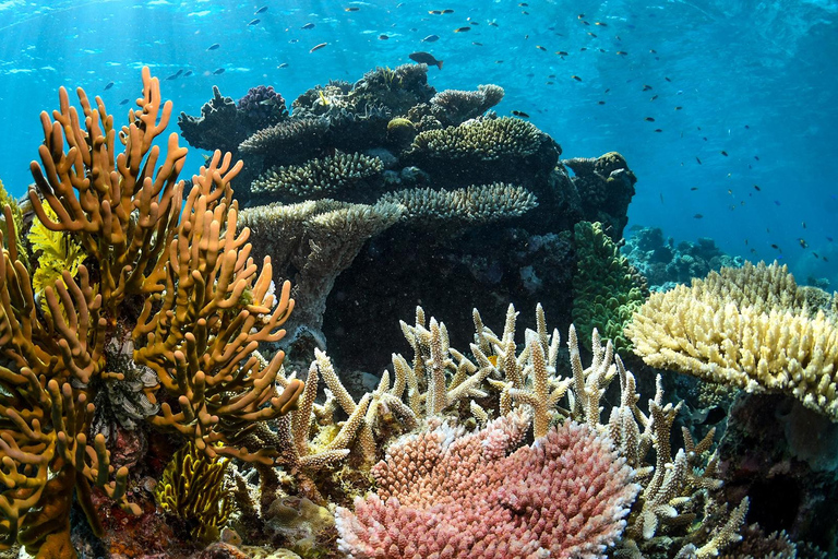 Cairns: Great Barrier Reef Cruise with Gold Class Lounge