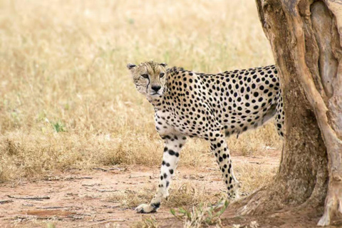 2 days 1 night saltlick safari from Diani/Mombasa.