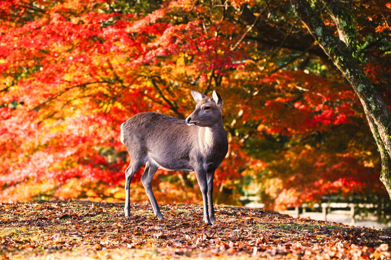 Z Osaki: świątynie Kioto i Park Jeleni w Nara – wycieczka w małej grupieŚwiątynie Kioto i Park Jeleni w Nara – wycieczka w małej grupie z Osaki