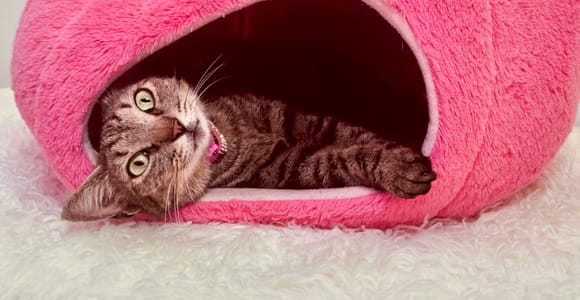 Maui: Cat Cafe Entry Ticket