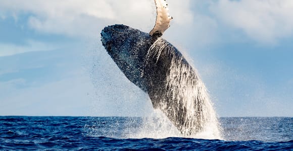Waikiki: Whale Watching Tour