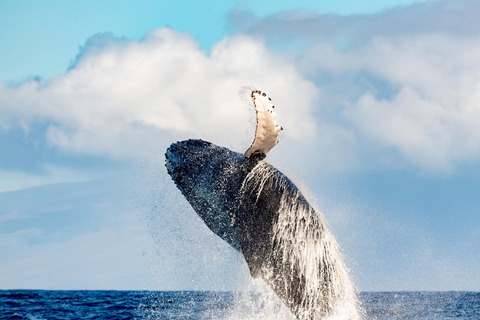 وايكيكي: جولة لمشاهدة الحيتان