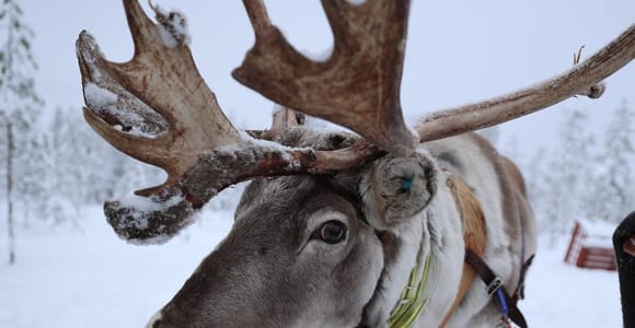 Rovaniemi: Reindeer Sleigh Ride with Farm Visit