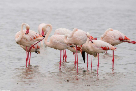 Excursion d'une journée au lac Nakuru et tour en bateau à Naivasha