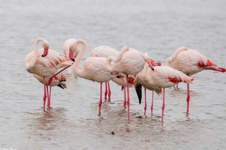 Excursion d'une journée au lac Nakuru et tour en bateau à Naivasha