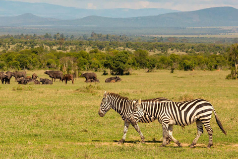 Aberdare National Park Day Excursion From Nairobi Aberdares National Park Day tour From Nairobi