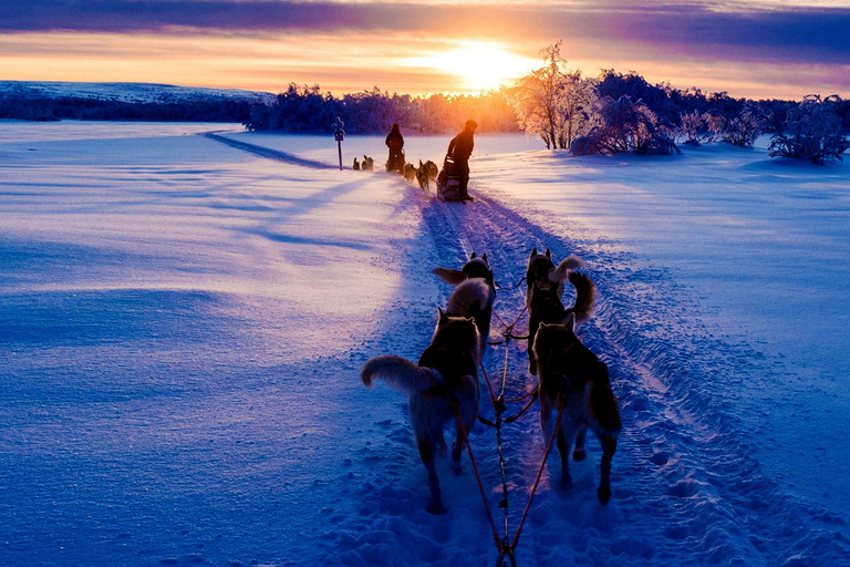 Hudiksvall: Dog Sledding Tour with Bonfire and Refreshment
