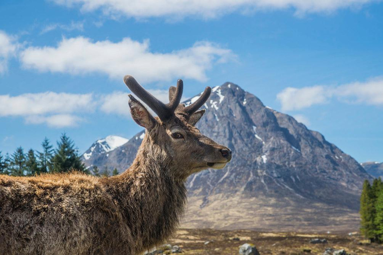 Glenfinnan Viaduct & Scenic Highlands Private Tour