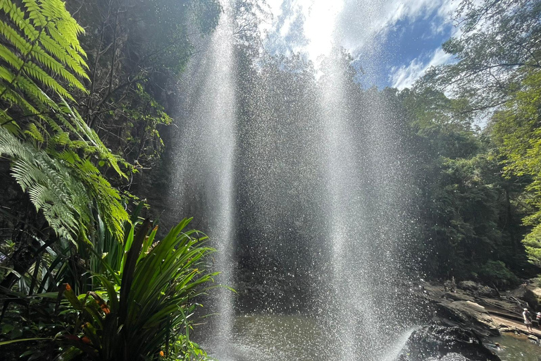 Gold Coast: Springbrook Waterfalls Private Tour