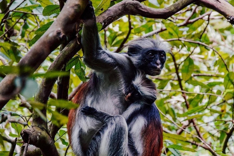 Wycieczka z delfinami Mnemba, las Jozani i restauracja The RockMiejsce zbiórki wyłącznie w Mnemba Transfer Point
