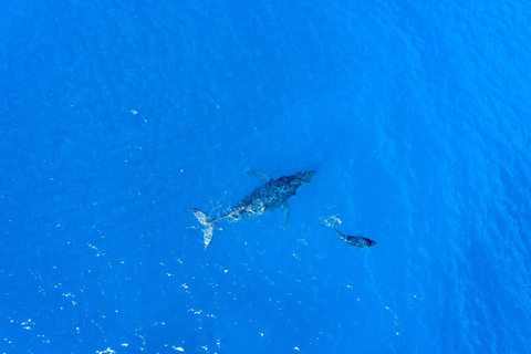Winona Whale Watching Cruise - Maalaea Harbor