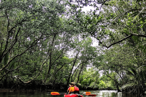 Bohol: SUSTAINABLE Mangrove Tunnels & Firefly Kayaking trail