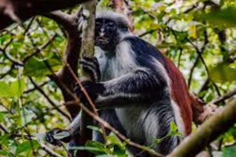 Zanzibar : forêt de Jozani, ferme d'épices et nage avec les tortuesZanzibar : Forêt de Jozani, ferme d'épices et nage avec les tortues