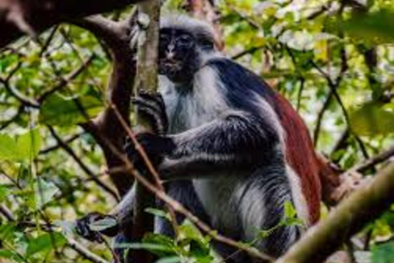 Zanzibar : forêt de Jozani, ferme d'épices et nage avec les tortuesZanzibar : Forêt de Jozani, ferme d'épices et nage avec les tortues