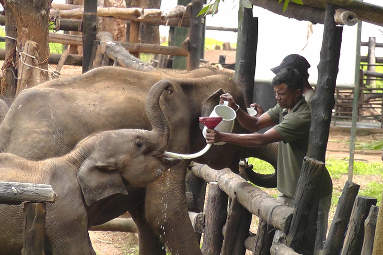 Mirissa/Galle: Traslado para Ella e YALA e UDAWALAWA Safaris