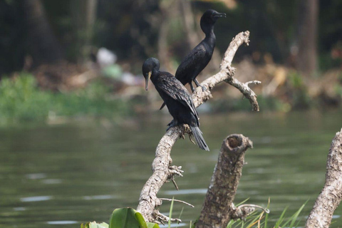 Mirissa: Vogels kijken op de Nilwala rivier en krokodillentocht