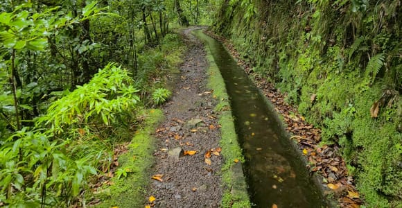 Madeira: Levada dos Tornos - Lombo do Urzal Levada Walk