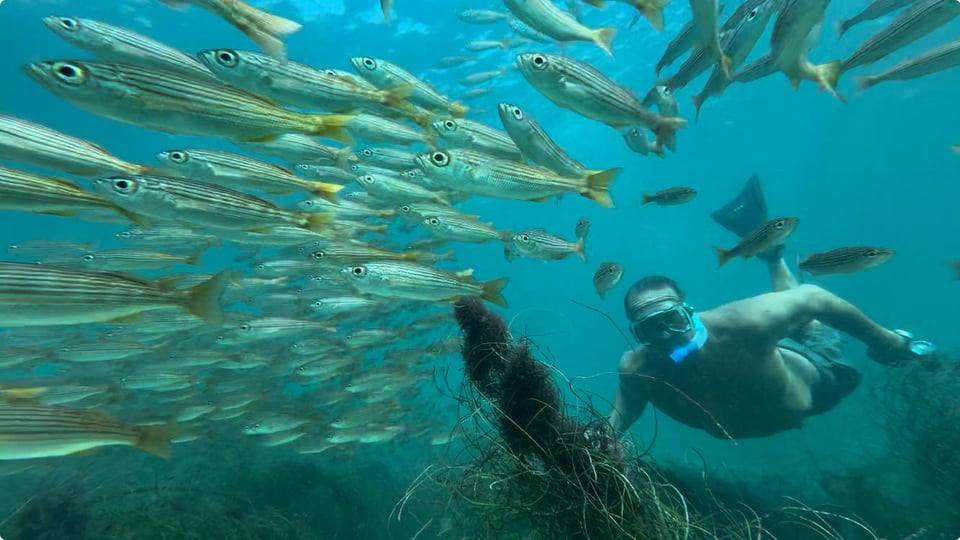 Redondo Beach : kayak et snorkeling avec les lions de mer de Calm Harbor