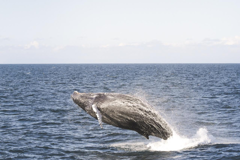 Whale Watching from Akureyri Cruise Port (Pickup included)
