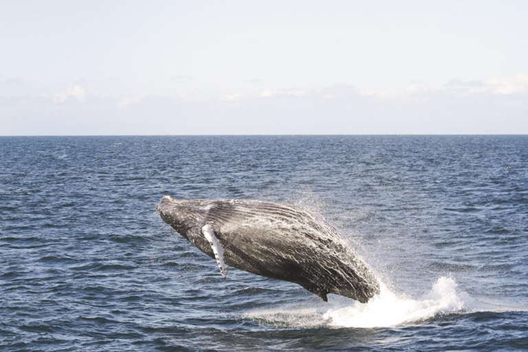 Whale Watching from Akureyri Cruise Port (Pickup included)