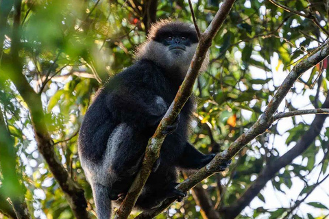 Sinharaja-Regenwald (UNESCO) &amp; Öko-Tour (3 Tage) mit HotelSinharaja-Regenwald (UNESCO) &amp; Öko-Tour (3 Tage) mit Hotel