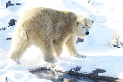 Hokkaido 1-Tagestour: Asahiyama Zoo, Biei und Ningle-Terrasse