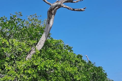 Río Lagartos: Flamingo Safari and Las Coloradas Tour