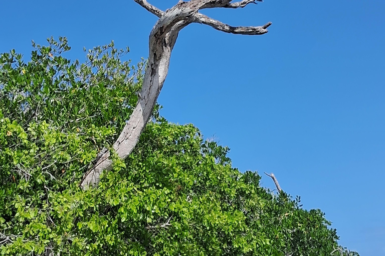 Río Lagartos: Flamingosafari en Las Coloradas Tour